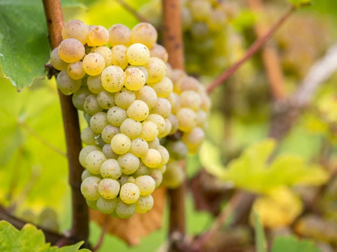 Riesling – dòng vang của thời Trung cổ