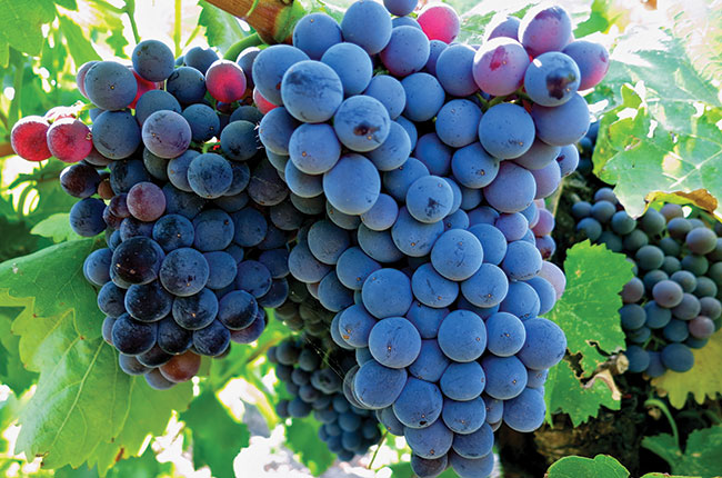 Grenache – Giống nho Địa Trung Hải đầy quyến rũ