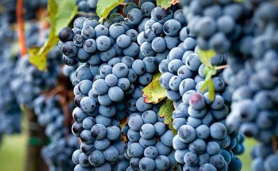 Merlot – Mềm mại, tròn trịa và quyến rũ
