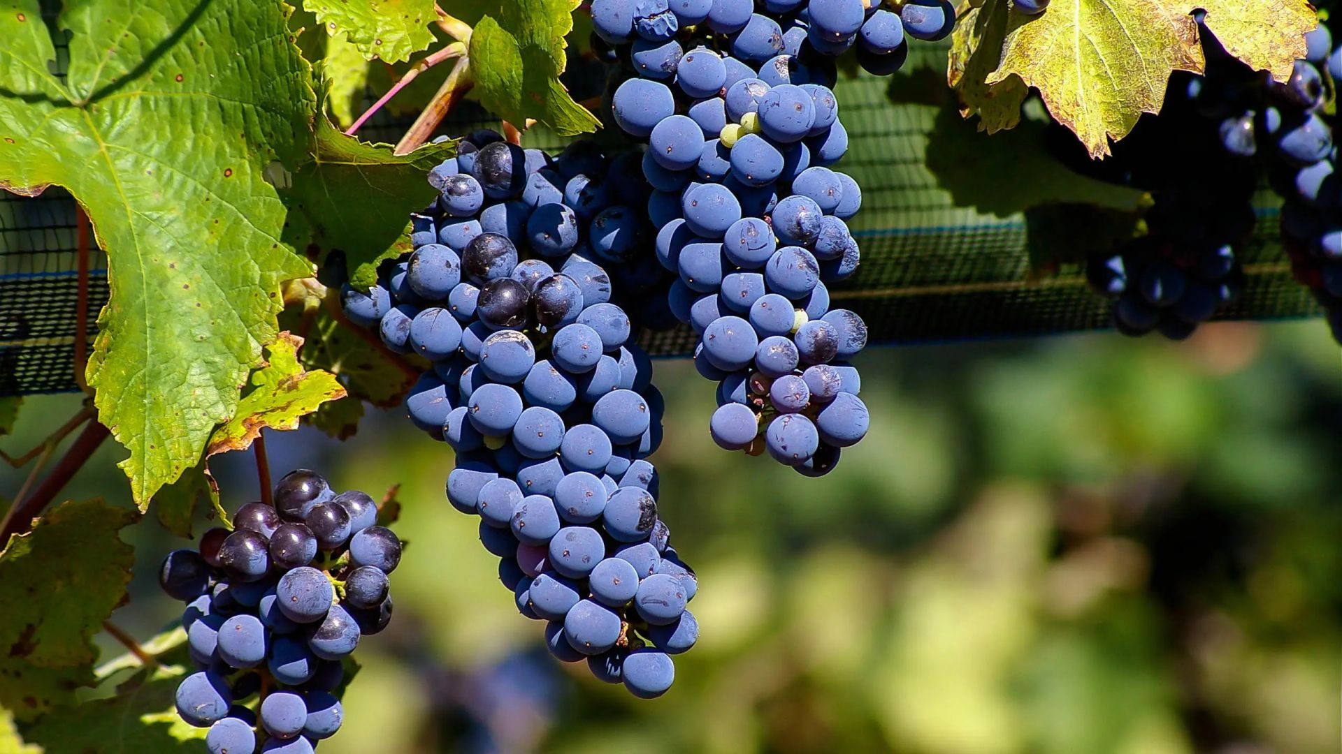 Malbec – Từ Bordeaux đến biểu tượng của Argentina