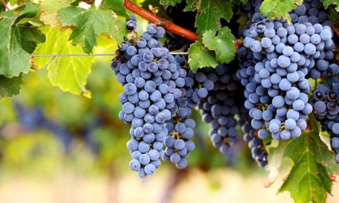 Cabernet Sauvignon – Giống nho quyền lực của thế giới vang đỏ