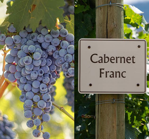 Cabernet Franc – Người đứng sau những chai vang Bordeaux kinh điển