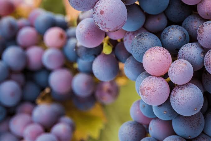 Pinot Noir – “cô gái đỏng đảnh” của thế giới vang