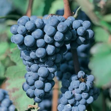 Syrah / Shiraz – Hai phong cách của cùng một giống nho