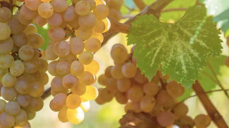 Viognier – Hương thơm quyến rũ của Rhône