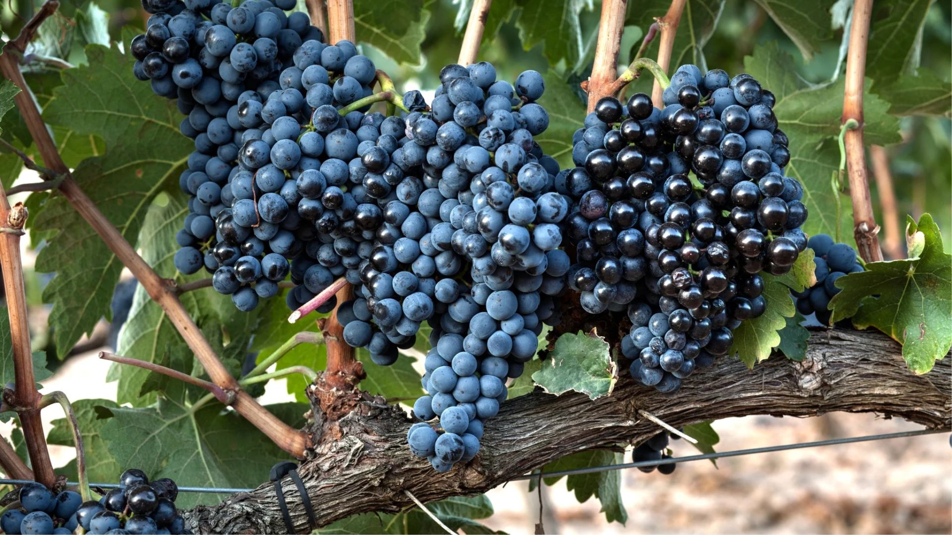 Giống nho Tempranillo